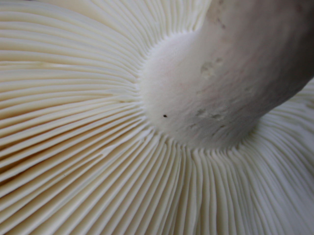 Russula violeipes ... var.citrina